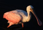 Spoonbill Portrait