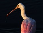 Spoonbill Portrait