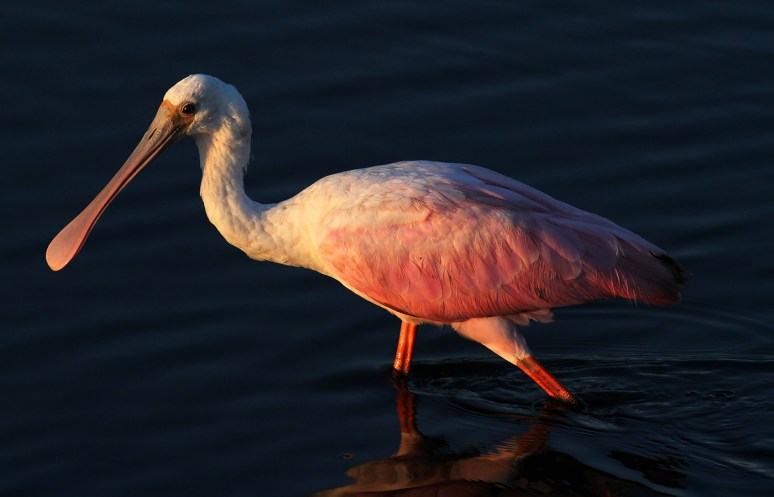 Spoonbill Portrait