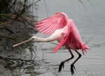 Spoonbills in the Salt&nbsp;Marsh