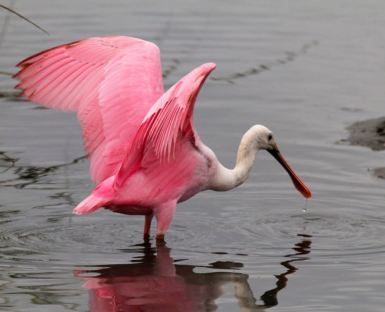 Spoonbills in the Salt Marsh 