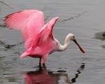 Spoonbills in the Salt&nbsp;Marsh