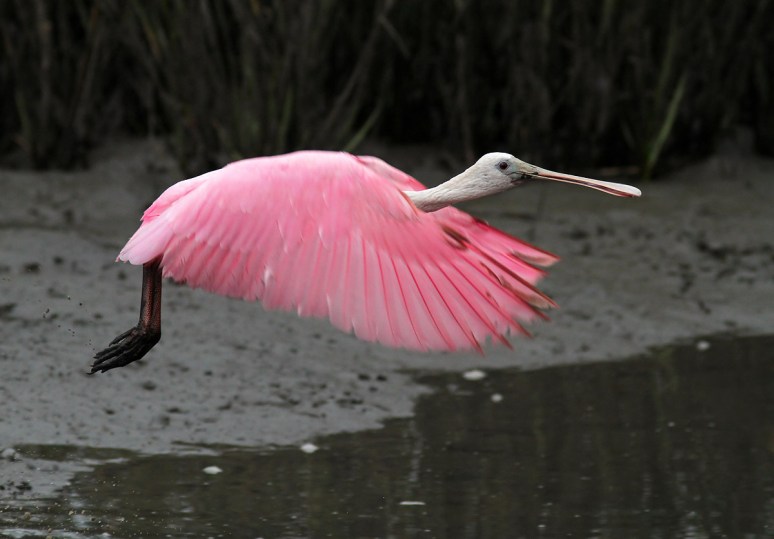 Spoonbills in the Salt Marsh 