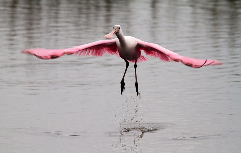 Spoonbills in the Salt Marsh 