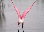 Spoonbills in the Salt&nbsp;Marsh