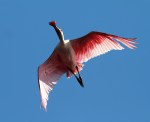The Last Spoonbill