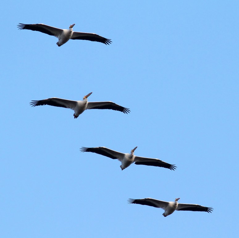 White Pelican Group Flights 
