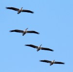 White Pelican Group&nbsp;Flights