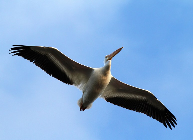 White Pelican Group Flights 