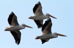 White Pelican Group&nbsp;Flights