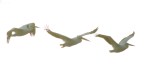 White Pelican Group&nbsp;Flights