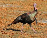 Wild Turkey