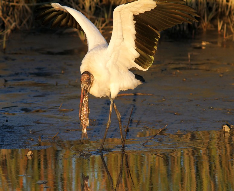 Woodys Big Muddy Score