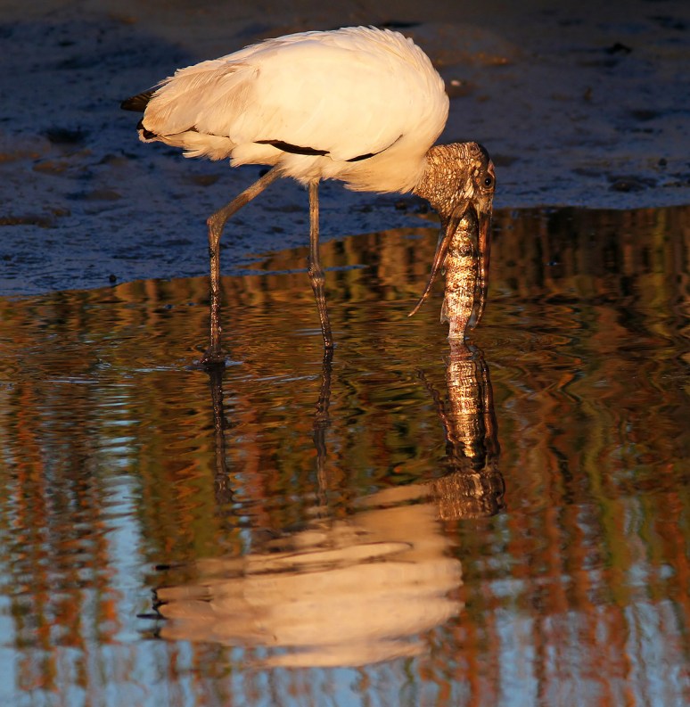 Woodys Big Muddy Score