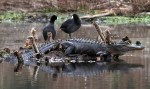 Alligator and Coots in&nbsp;Swamp