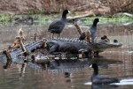 Alligator and Coots in&nbsp;Swamp