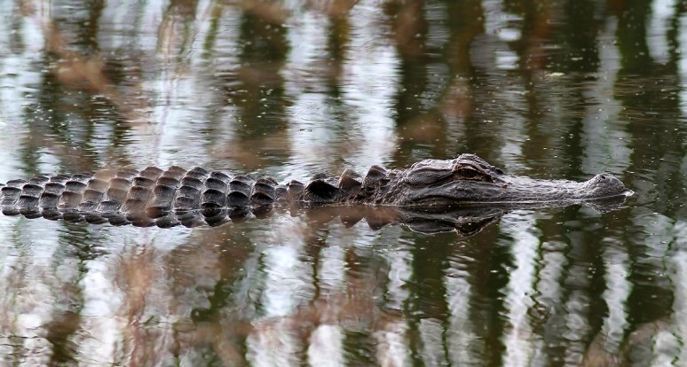 Alligator Glides Through Swamp 