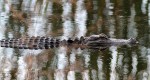 Alligator Glides Through&nbsp;Swamp