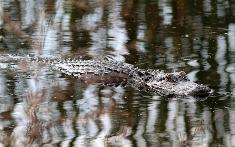 Alligator Glides Through Swamp 