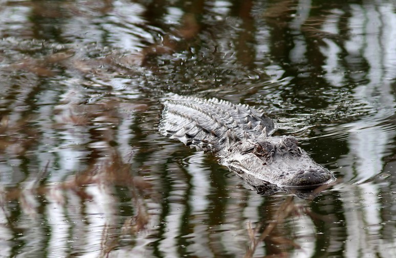 Alligator Glides Through Swamp 