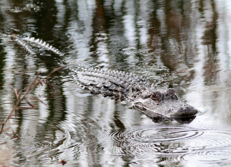 Alligator Glides Through Swamp 