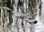 Alligator Glides Through&nbsp;Swamp