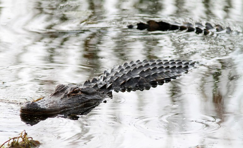 Alligator Glides Through Swamp 