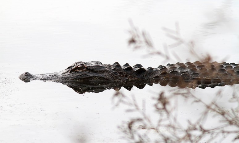 Alligator Glides Through Swamp 