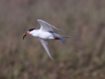 APRIL Forster’s Tern Fishing&nbsp;04