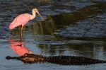 AUG Spoonbill and Alligator&nbsp;01