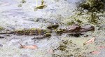 Baby Alligator in the&nbsp;Swamp