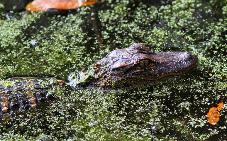 Baby Alligator in the Swamp 