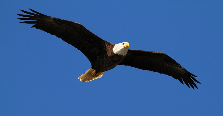 Bald Eagle Checks Me Out