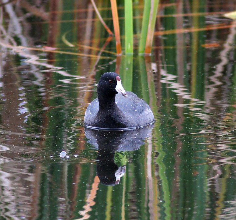 Coot Chase and Splash 