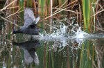 Coot Chase and&nbsp;Splash