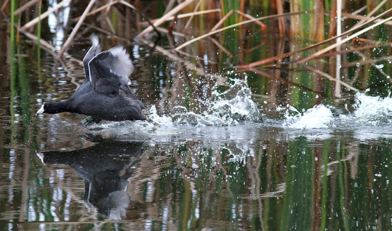 Coot Chase and Splash 