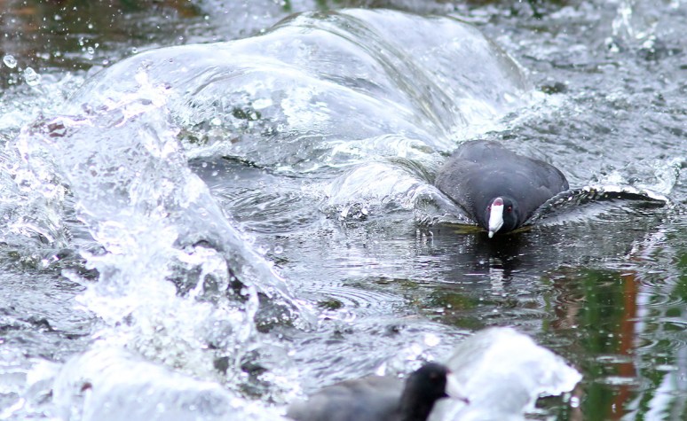 Coot Chase and Splash 