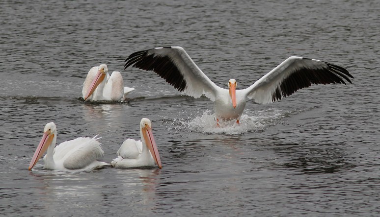 December - American White Pelicans in the Marsh Pond