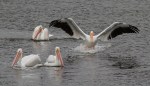 DEC American White Pelicans Group in&nbsp;Pond