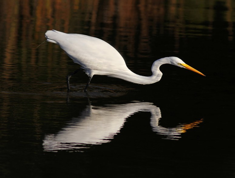 Egret Fishing in Salt Marsh with Reflection 