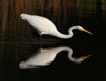 Egret Fishing in Salt Marsh with&nbsp;Reflection