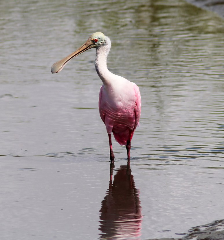 Everyone Loves Mr Cranky 