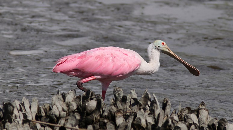 Everyone Loves Mr Cranky 