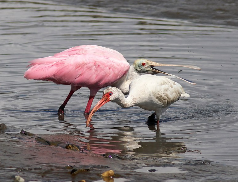 Everyone Loves Mr Cranky 