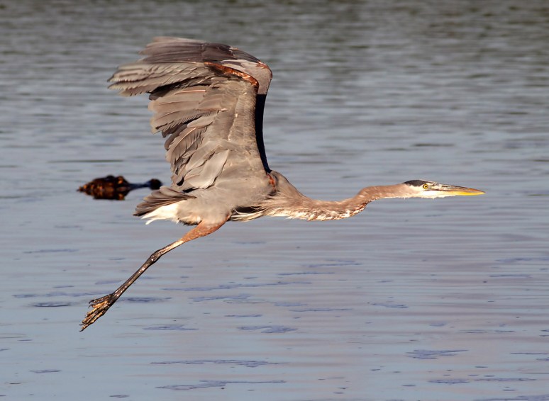 GBH Fly By with Alligator Head 