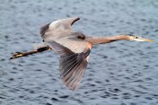 GBH Morning Flight above the Marsh Pond
