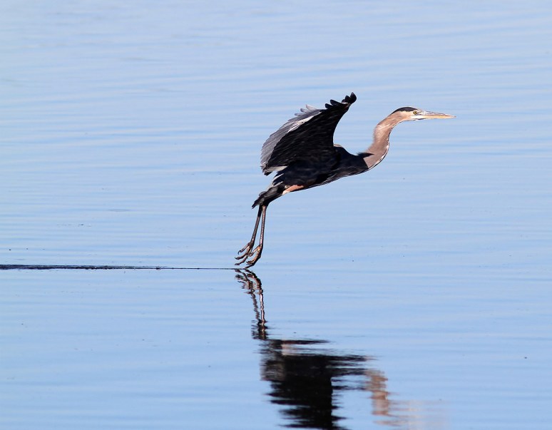 GBH Touch and Go Landing