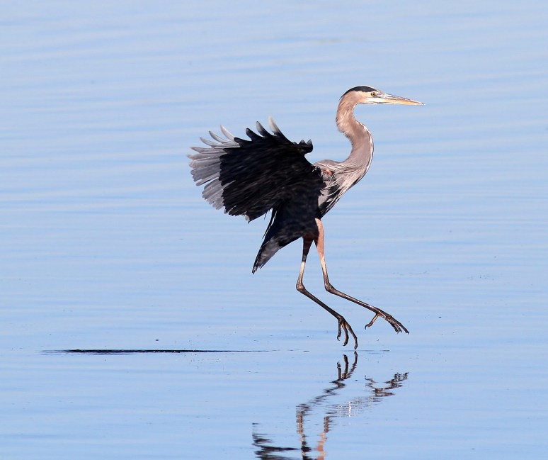 GBH Touch and Go Landing