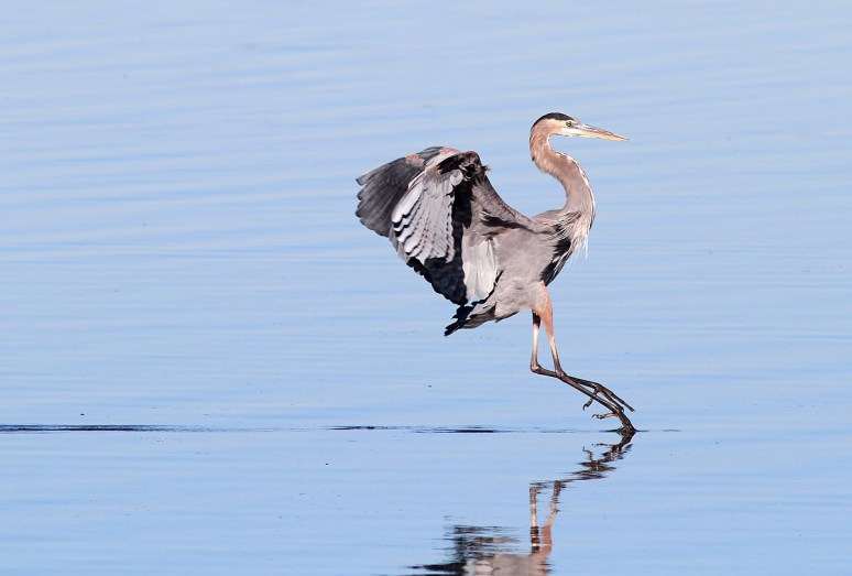GBH Touch and Go Landing