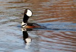 Hooded Mergansers in&nbsp;Pond